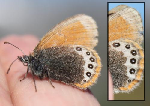 Réf. 211 333 : Coenonympha gardetta